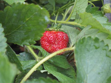 Sale on Strawberry Plants - Knecht's Nurseries & Landscaping