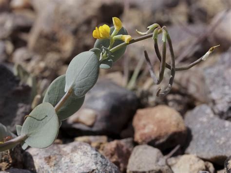 Coronilla Scorpioides Plant Biodiversity Of South Western Morocco
