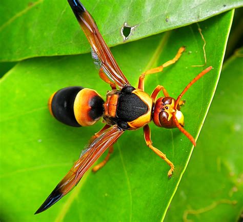 Most people experience pain and swelling after a sting, but some. Real Monstrosities: Australian Hornet