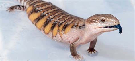 Feeding And Caring For Your Baby Blue Tongue Skink Lizard Cafe