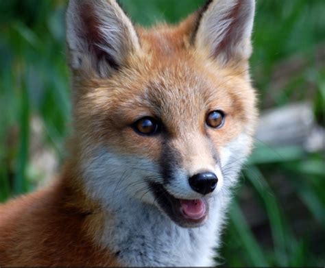 Cute Smiling Fox Ranimalssmiling