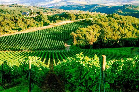 Vineyards For Sale In Italy Chianti Classico Montalcino Bolgheri