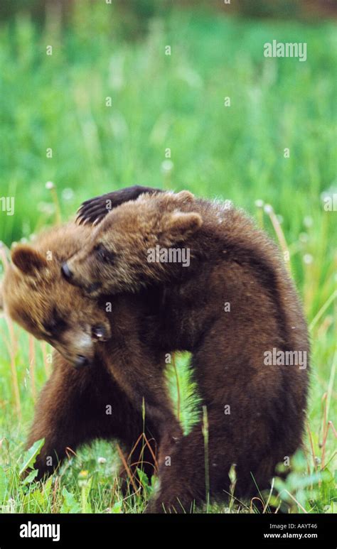 Grizzly Cubs Playfighting Stock Photo Alamy