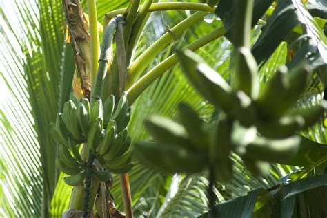 Free Stock Photo Of Bananas Growing On A Tree Photoeverywhere