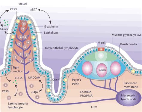 Galtgut Associated Lymphoid Tissue와 위장관 면역계 네이버 블로그