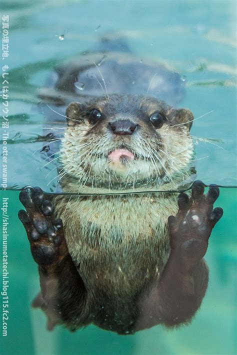 155 best images about otters.... for the love of on Pinterest