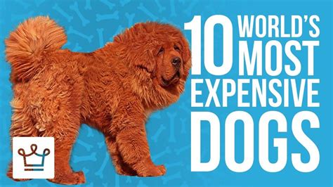 The 10 Most Expensive Dog Breeds In The World Animalssale