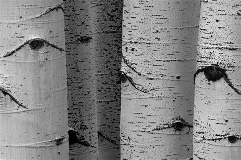 Aspen Or Birch Tree What Is The Difference