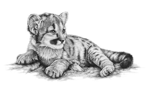 Coloring ideas pages baby lion for ii to print. Richard Symonds wildlife artist home page | Dieren tekenen ...