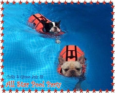 Wiley, the french bulldog loves pool time. Can French Bulldogs Swim? - French Bulldogs in Water