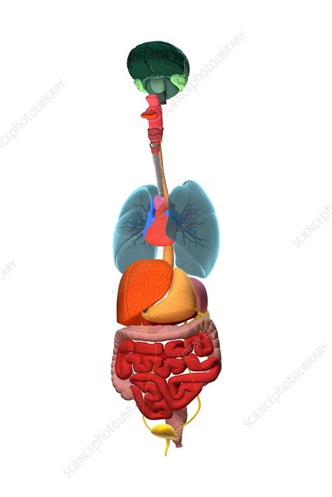 Human Torso With Internal Organs Illustration Stock Image F032