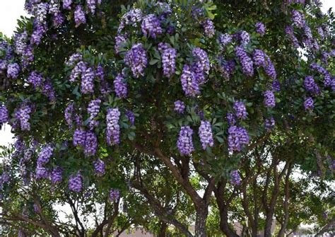 Tree With Purple Flowers Texas 3 The Texas Mountain Laurel Tree A