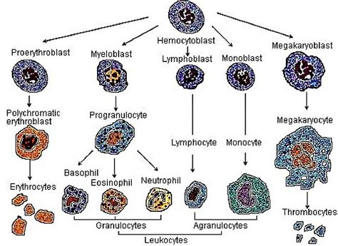 Hematopoiesis Formation Of Blood Cells Hematology Notes
