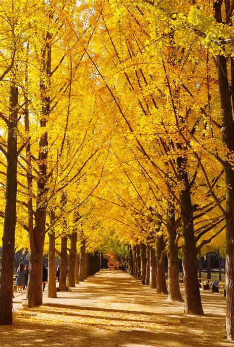 Best Autumn Foliage In Korea Dotz Soh