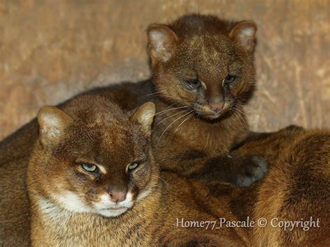 Ягуарунди лат Puma Yaguarondi Wild Cat Species Small Wild Cats