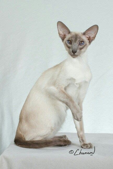 Kiyoshi My Blue Point Siamese Cat Photoshoot From The Lebanon Pa Cfa
