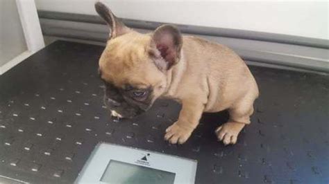 ★teacup puppy★ mini french bulldog bianco! French Bulldog puppy for sale in TUCSON, AZ. ADN-55836 on ...