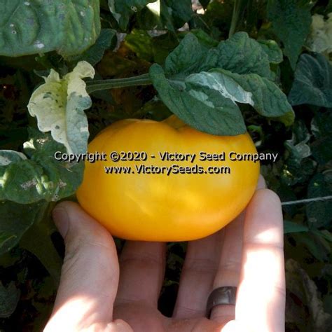 Dwarf Walters Fancy Tomato Seed Heirloom Open Pollinated Non