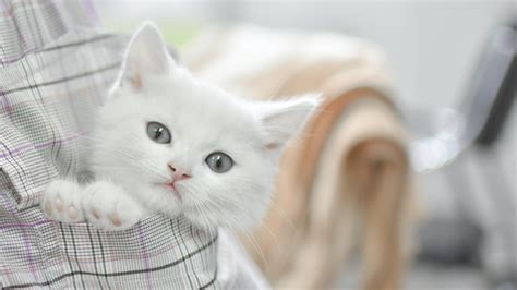 Cute White Cat Kitten Inside Pocket In Blur Background 4k 5k Hd Kitten