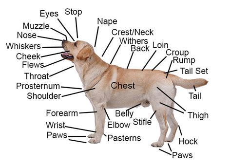 Labrador Retriever Guide — The Basic Anatomy Of A Dog What Are The
