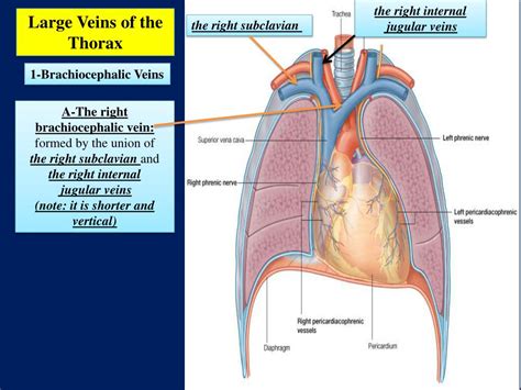 Ppt 1 The Mediastinum Extends Powerpoint Presentation Free Download