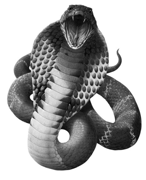 Black Mamba Snake PNG Image Background | PNG Arts png image
