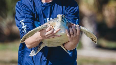 Sea Turtle Released After Fishing Line Entanglement Youtube