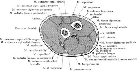 Cross Section Through Forearm Two Inches below Elbow | ClipArt ETC