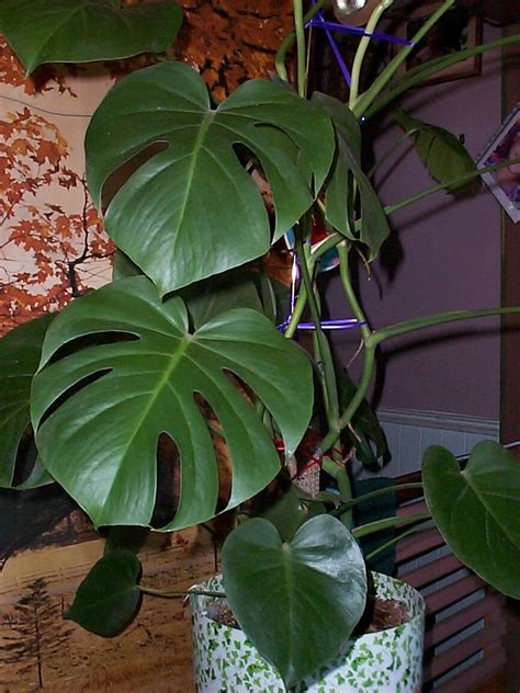 Just proved bright, indirect light and water thoroughly when on the dry side. PlantFiles Pictures: Monstera Species, Windowleaf, Ceriman ...
