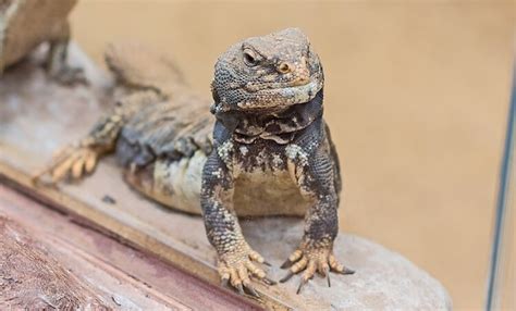 Top 10 Types Of Uromastyx Species Morphs And Colors More Reptiles