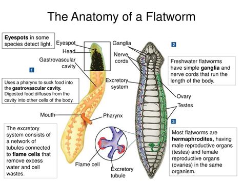 Flatworms Reproduction