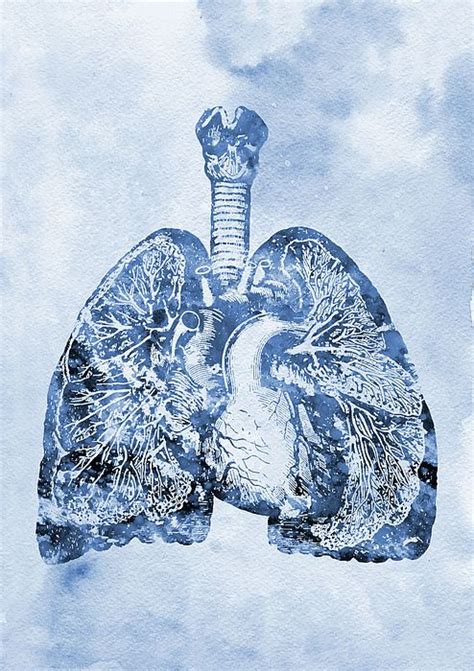 Lungs And Heart X By Erzebet S Art Prints Medical Art Anatomy Art