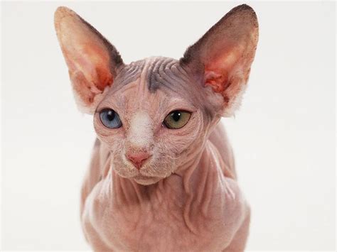 A Hairless Cat With Blue Eyes Looking At The Camera While Standing On A