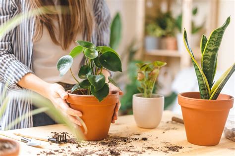 17 Best Winter Plants For Pots That Enhance Your Home Decor