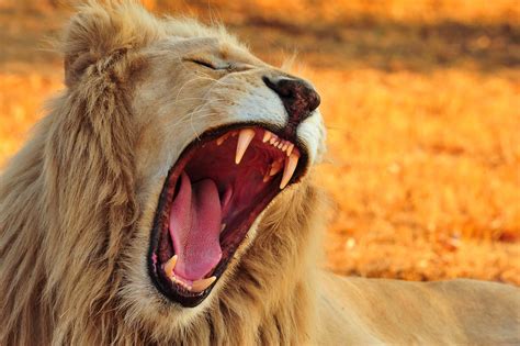 teeth, Big cats, Animals, Lion Wallpapers HD / Desktop and Mobile Backgrounds