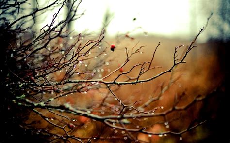 Nature Autumn Rain Bokeh Depth Of Field Branches Wallpaper 2560x1600