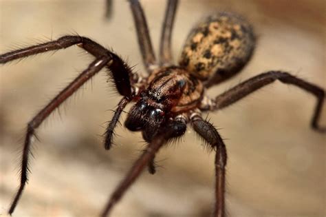 Four Types Of Venomous Spiders Found In Virginia Nature Blog Network