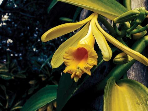 Vanilla Planifolia Plant - Nestreeo.com