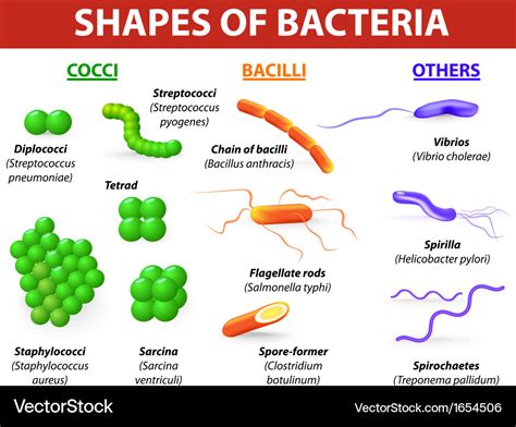 Bacteria Types Chart