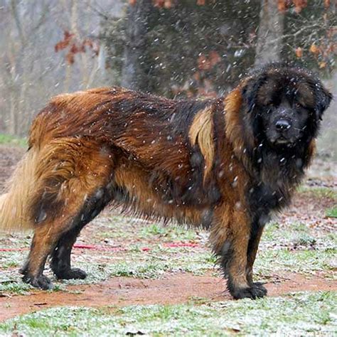 Estrela Mountain Dog Dog Breed Information American Kennel Club