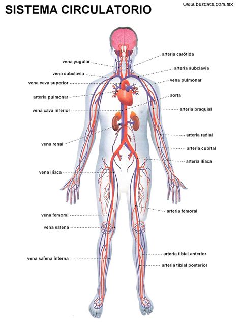 Sistema Circulatorio Imagenes Imagui