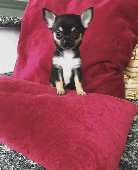 Teacup chihuahua puppies for sale near me/Teacup chihuahua