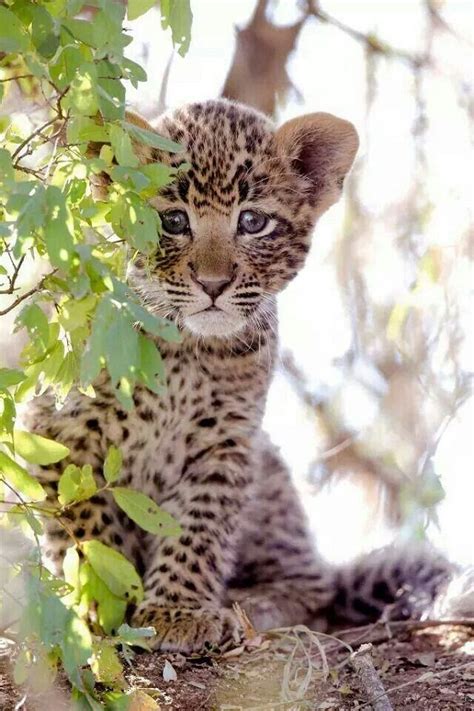 The Gallery For Cute Baby Leopard Cubs
