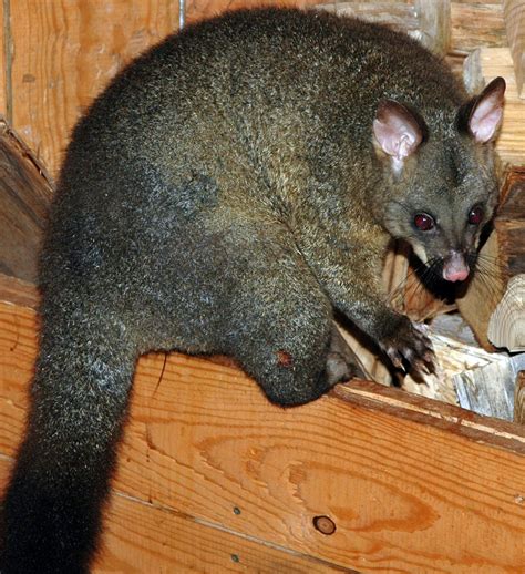 Filepossum Cradle Mountain Wikipedia