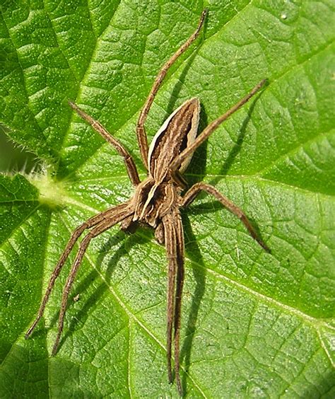 Nursery Web Spider Naturespot