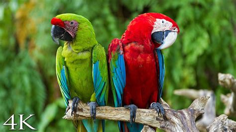 4k Breathtaking Colorful Birds Of The Rainforest 2 Wildlife Nature