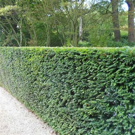 Yew English Garden Hedges Taxus Baccata Hedges Landscaping
