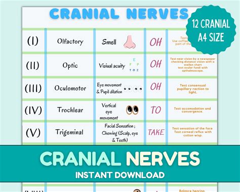 A Very Usefull Cranial Nerves Sheet Pdf For Nurses Sheet Contain Eye