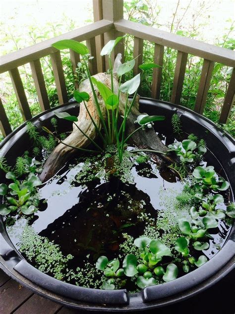 Fill the container with rainwater if possible rather than tap water. 30+ DIY Mini Ponds in a Pot in 2020 | Indoor water garden ...