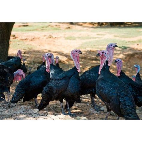 Cackle Hatchery Black Spanish Turkey Straight Run Male And Female